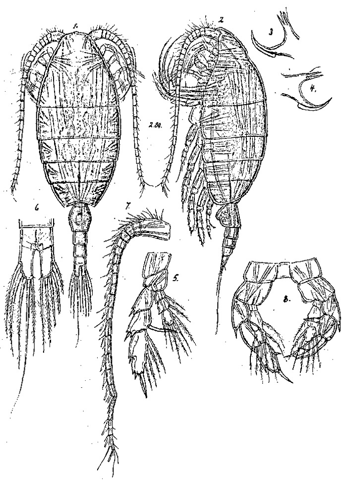 Espèce Paraheterorhabdus (Antirhabdus) compactus - Planche 5 de figures morphologiques