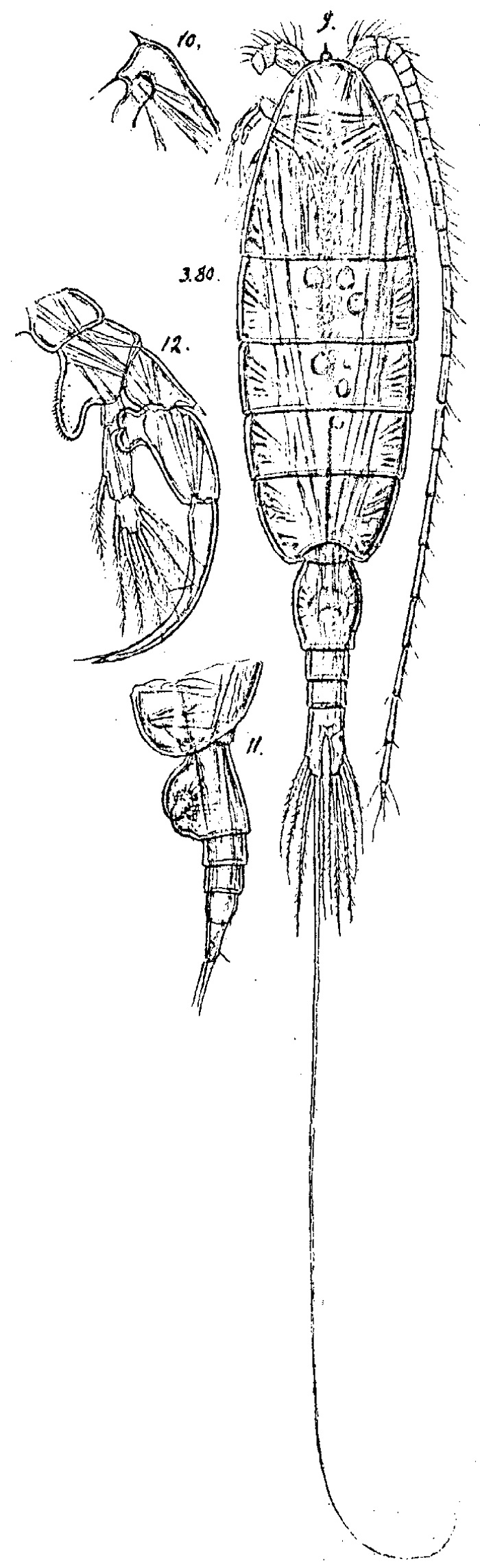 Species Heterorhabdus spinifrons - Plate 12 of morphological figures