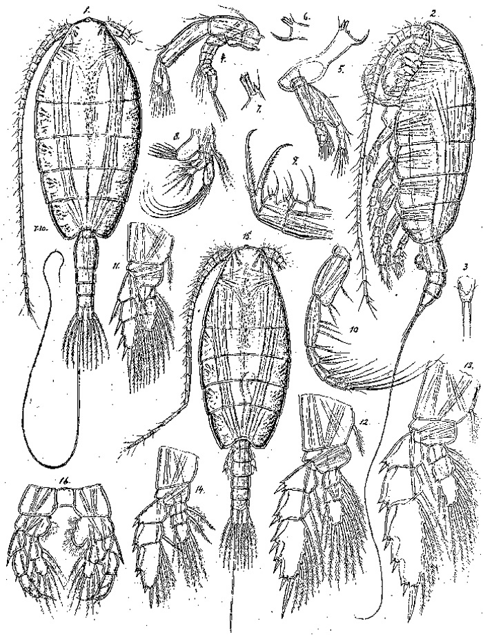Species Neorhabdus latus - Plate 4 of morphological figures