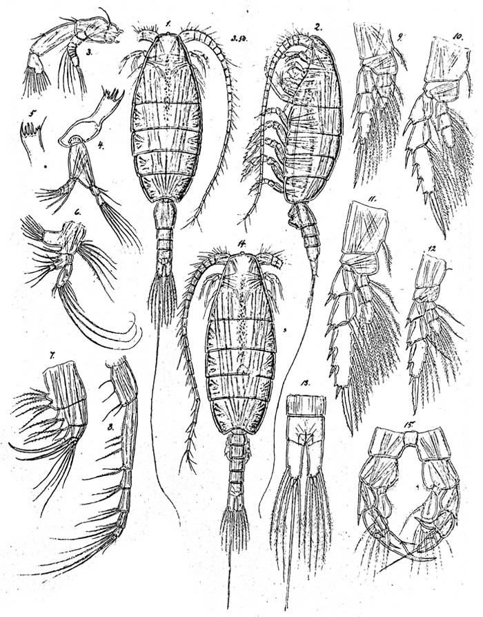 Species Mesorhabdus brevicaudatus - Plate 5 of morphological figures
