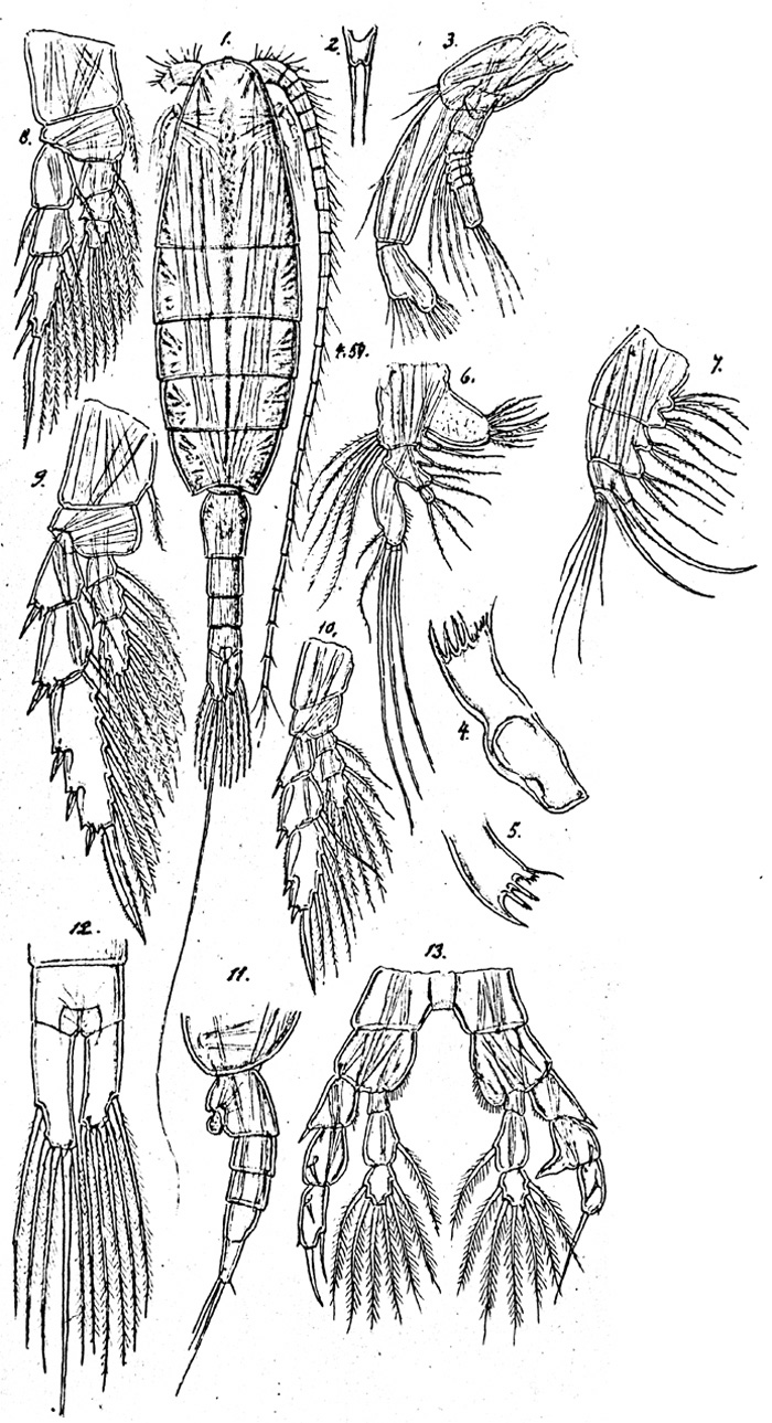 Espèce Mesorhabdus gracilis - Planche 3 de figures morphologiques
