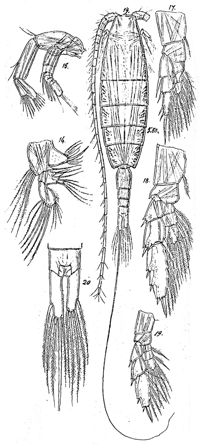 Species Mesorhabdus angustus - Plate 4 of morphological figures
