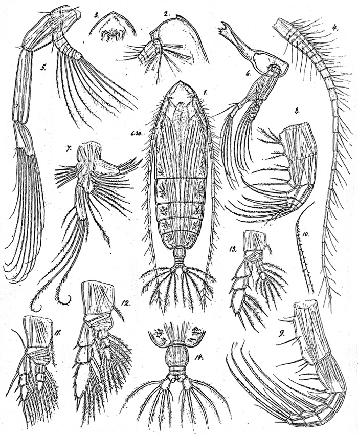 Espèce Haloptilus validus - Planche 1 de figures morphologiques