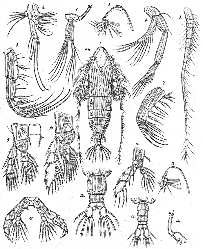 Espèce Haloptilus tenuis - Planche 2 de figures morphologiques