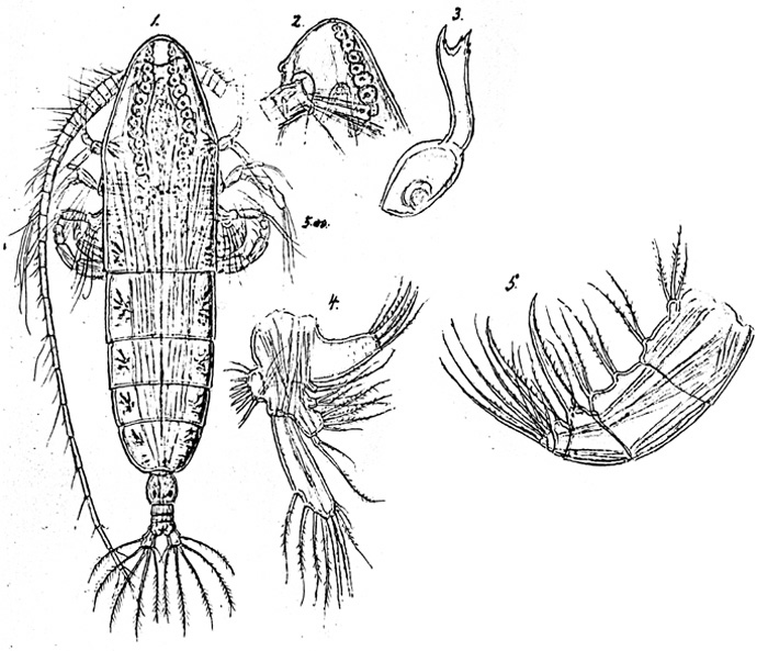 Species Haloptilus ornatus - Plate 4 of morphological figures