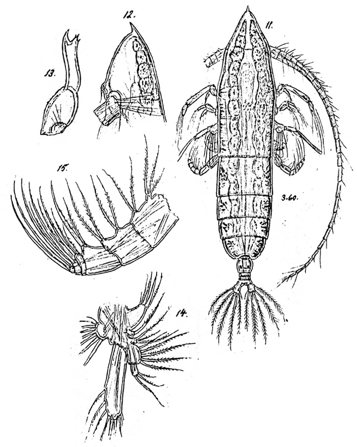 Espce Haloptilus mucronatus - Planche 2 de figures morphologiques