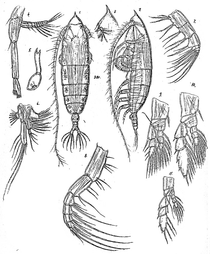 Espce Haloptilus acutifrons - Planche 3 de figures morphologiques