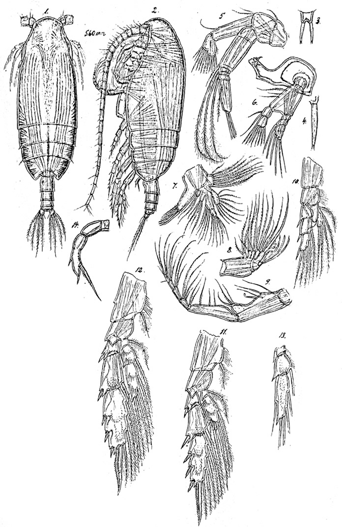 Species Pseudoamallothrix obtusifrons - Plate 2 of morphological figures