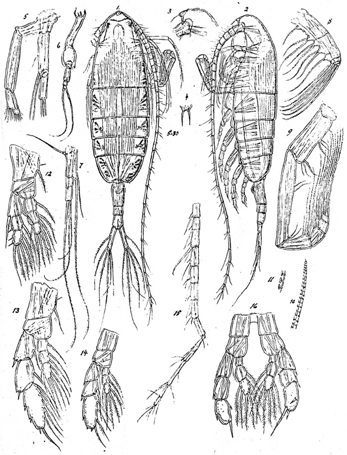 Espèce Augaptilus glacialis - Planche 4 de figures morphologiques