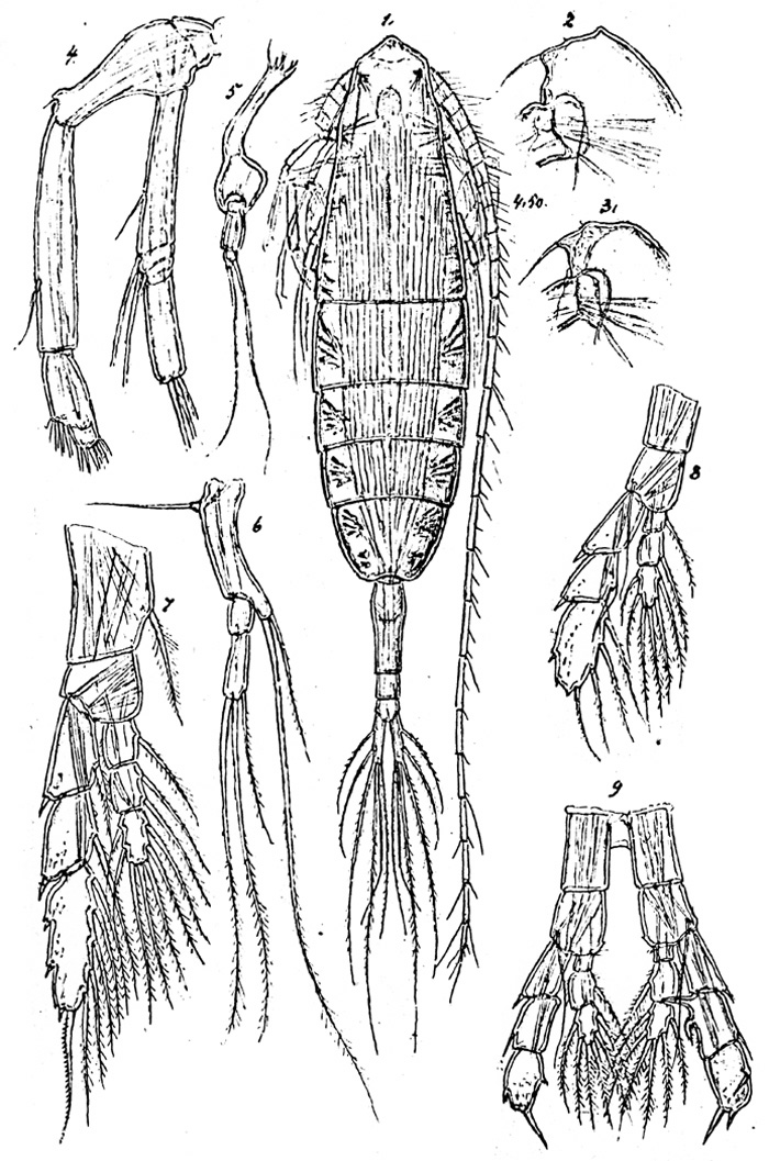 Species Augaptilus megalurus - Plate 1 of morphological figures
