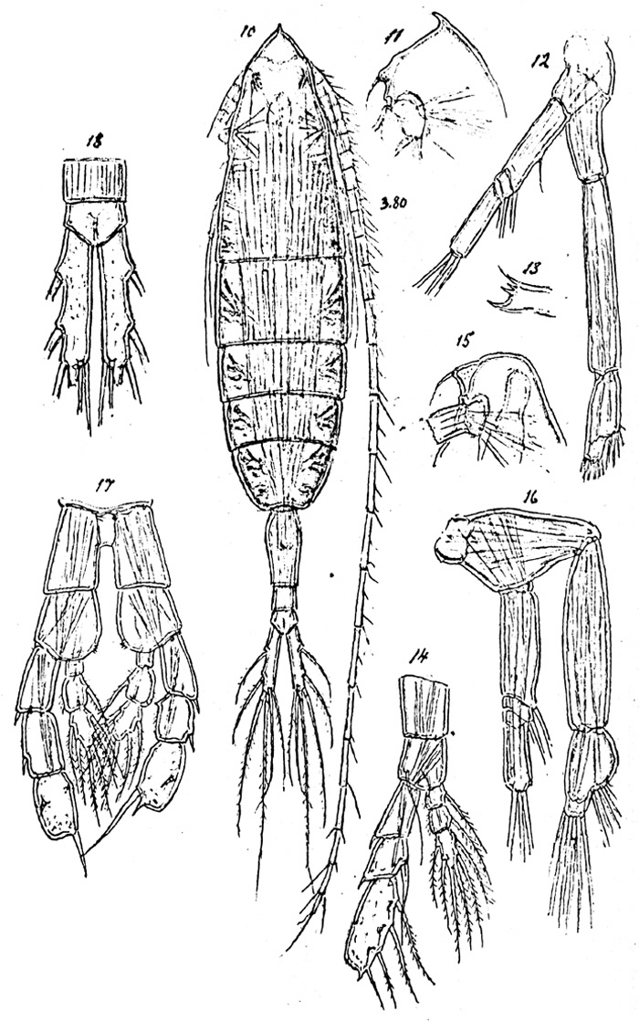 Species Augaptilus spinifrons - Plate 2 of morphological figures