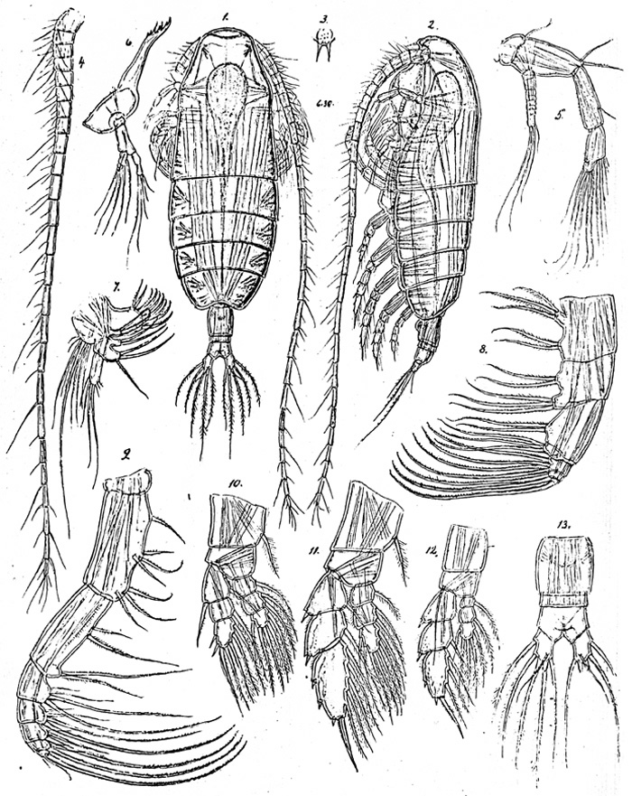 Species Euaugaptilus squamatus - Plate 3 of morphological figures