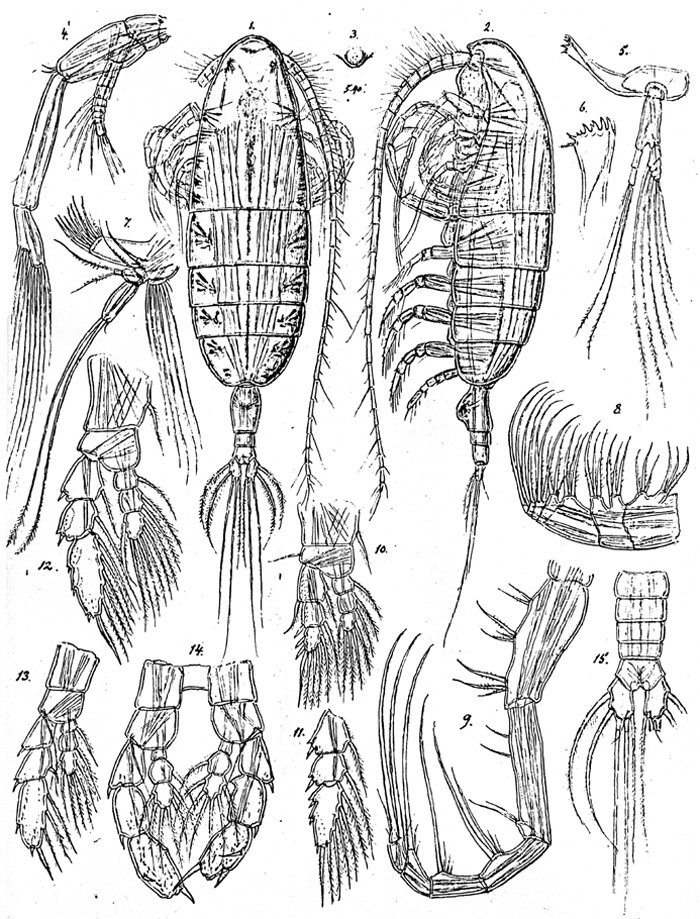 Espèce Euaugaptilus nodifrons - Planche 8 de figures morphologiques