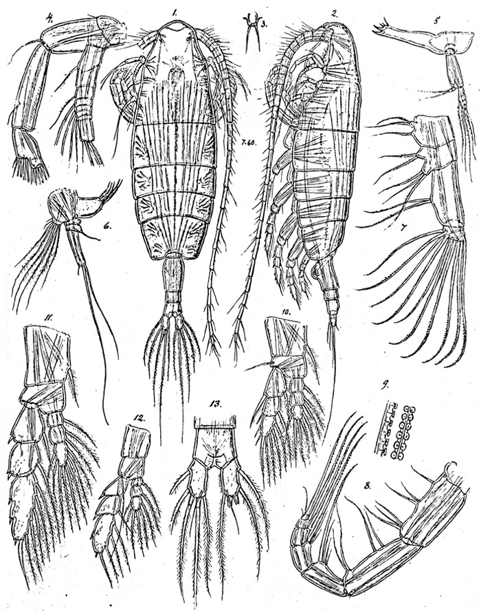 Species Euaugaptilus truncatus - Plate 1 of morphological figures