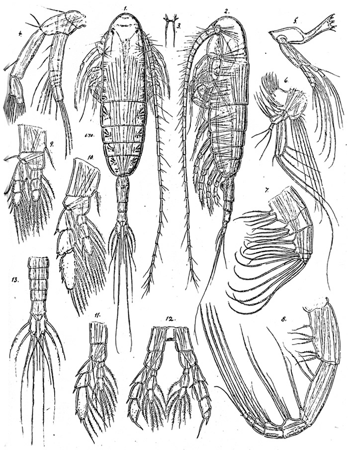 Species Euaugaptilus elongatus - Plate 3 of morphological figures