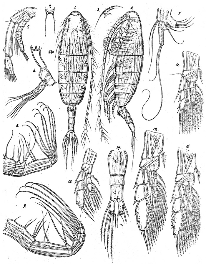 Espèce Euaugaptilus affinis - Planche 1 de figures morphologiques