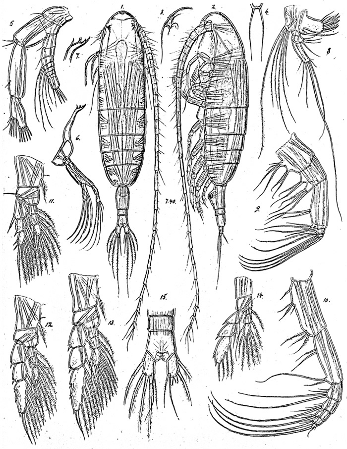 Species Euaugaptilus grandicornis - Plate 1 of morphological figures