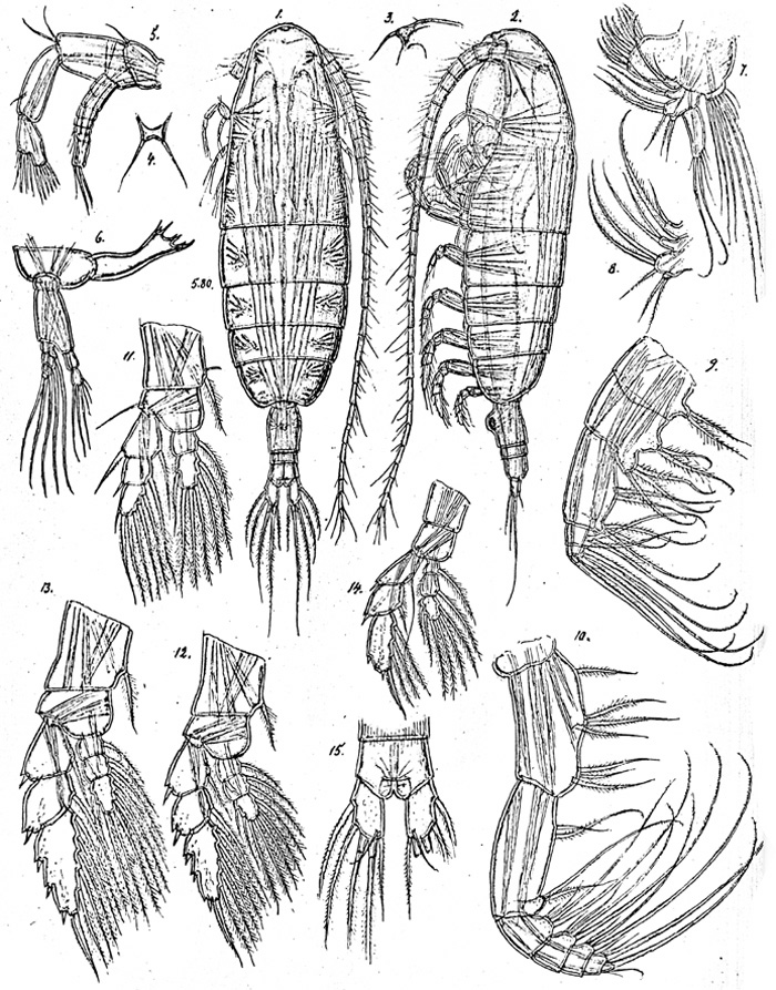 Species Euaugaptilus farrani - Plate 3 of morphological figures