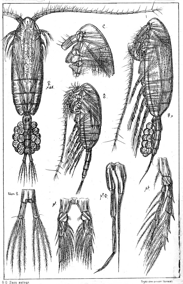 Species Pseudocalanus minutus - Plate 2 of morphological figures