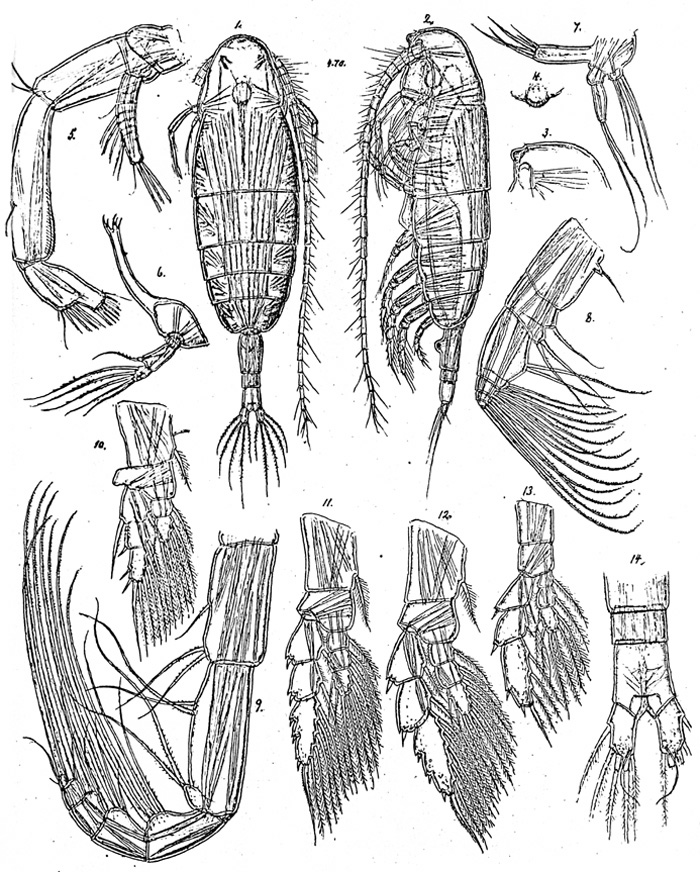 Species Euaugaptilus latifrons - Plate 3 of morphological figures