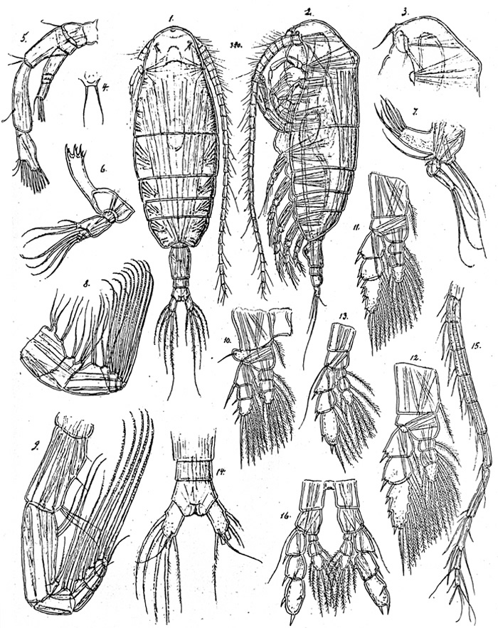 Espce Euaugaptilus gibbus - Planche 1 de figures morphologiques