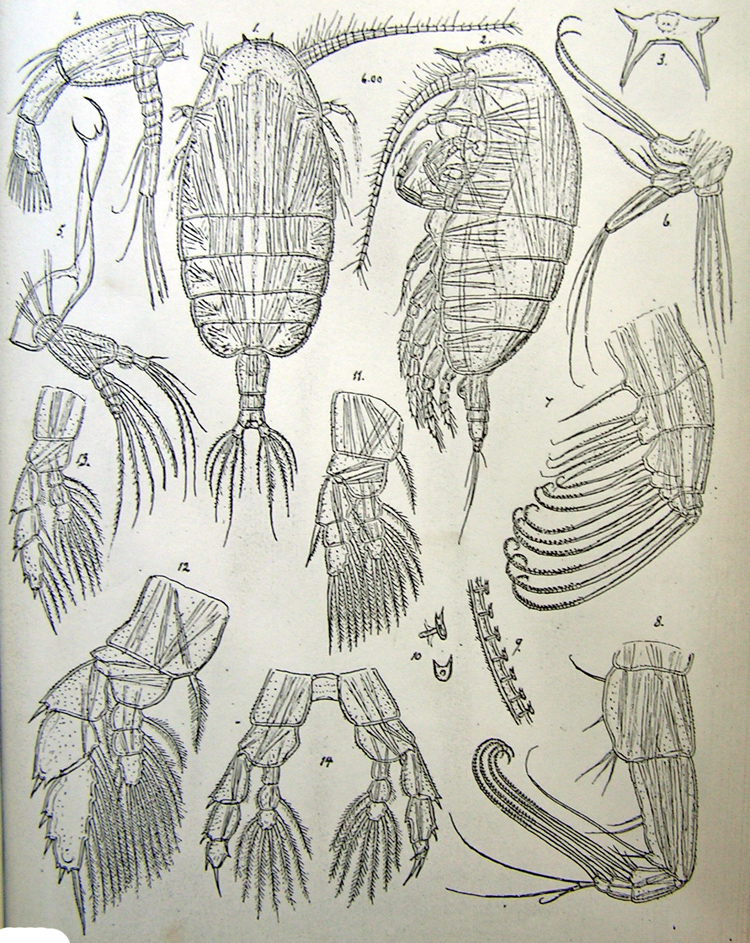 Espèce Centraugaptilus rattrayi - Planche 2 de figures morphologiques