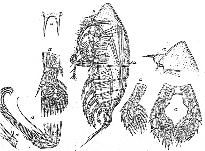 Espce Centraugaptilus horridus - Planche 2 de figures morphologiques