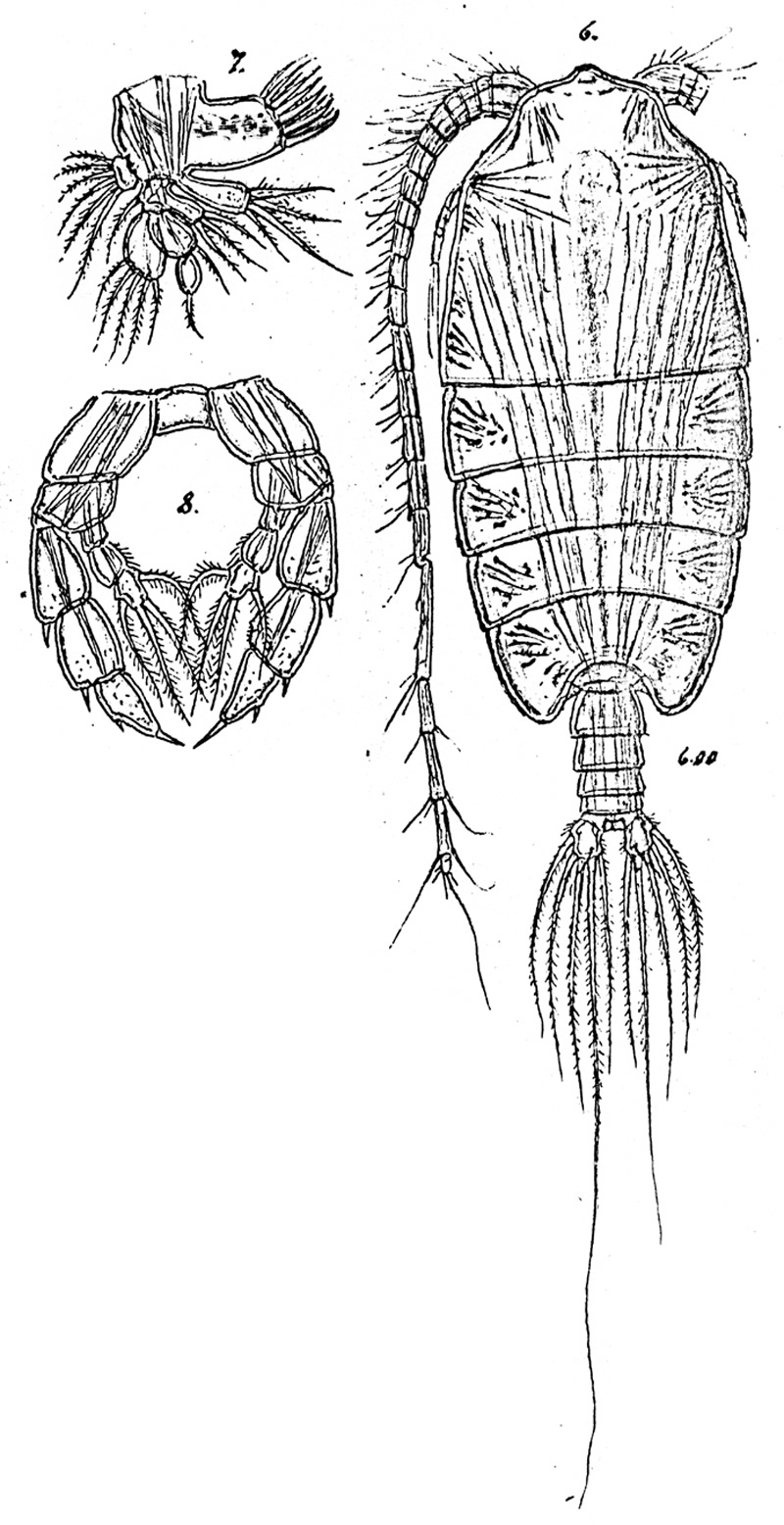 Species Pontoptilus robustus - Plate 2 of morphological figures