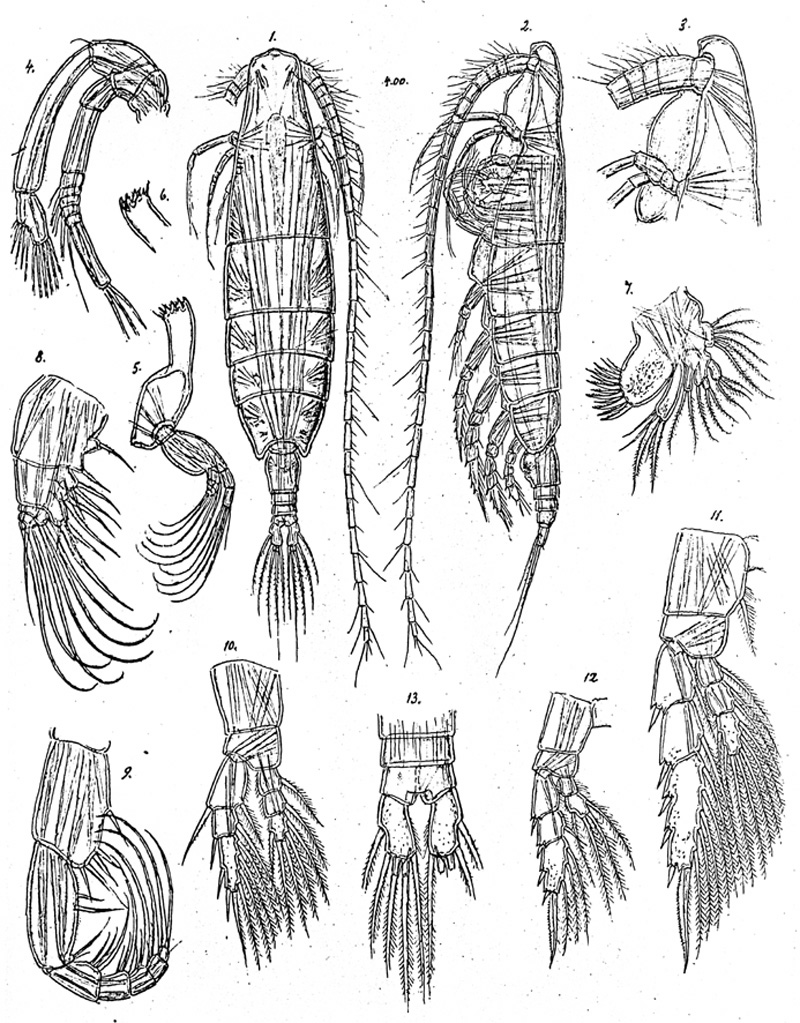 Espèce Pontoptilus pertenuis - Planche 1 de figures morphologiques