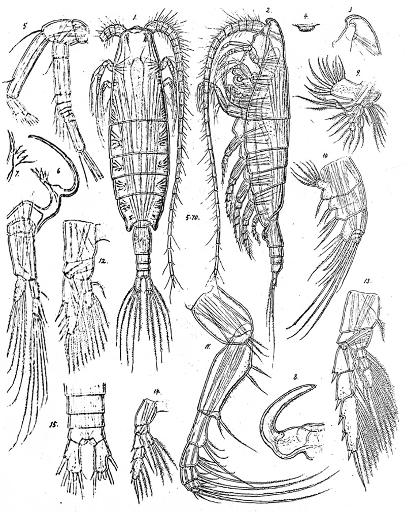 Espèce Heteroptilus attenuatus - Planche 1 de figures morphologiques