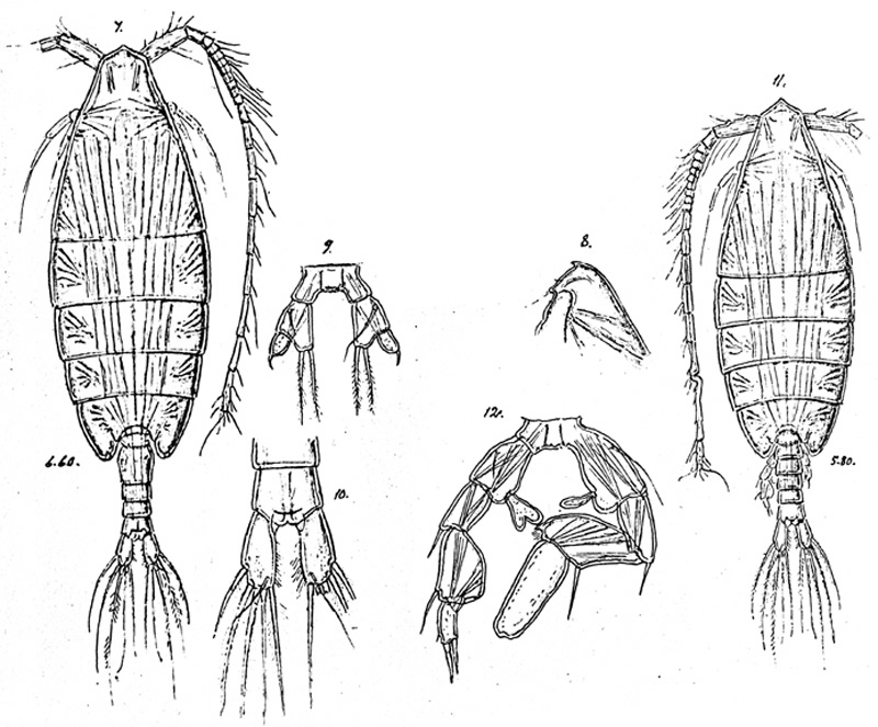 Species Arietellus simplex - Plate 7 of morphological figures