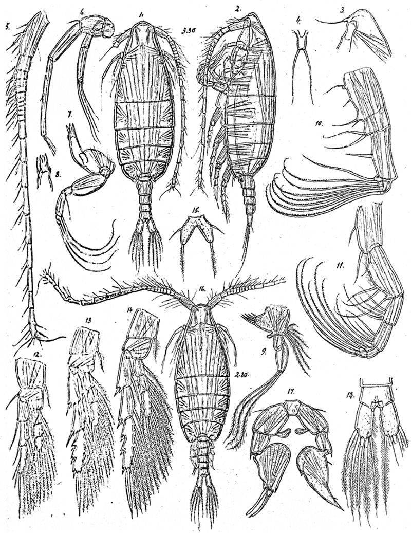 Species Paraugaptilus meridionalis - Plate 1 of morphological figures