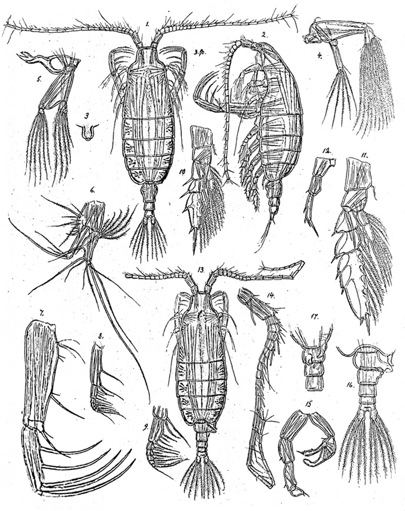 Espèce Candacia elongata - Planche 3 de figures morphologiques