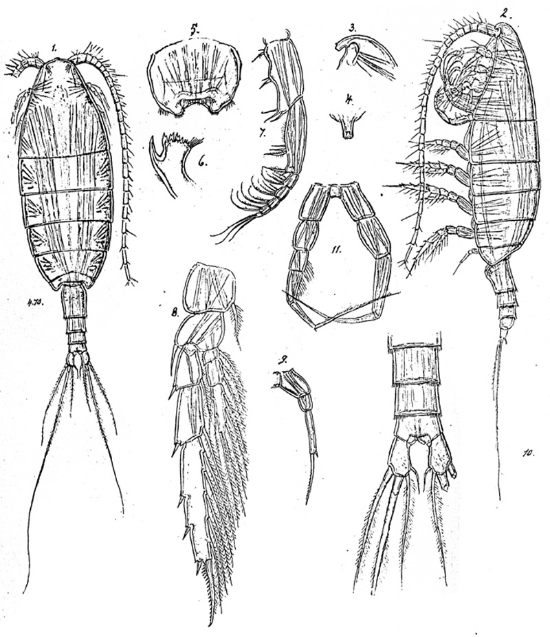 Species Temorites elegans - Plate 1 of morphological figures