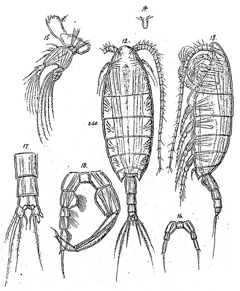 Species Temorites sarsi - Plate 1 of morphological figures
