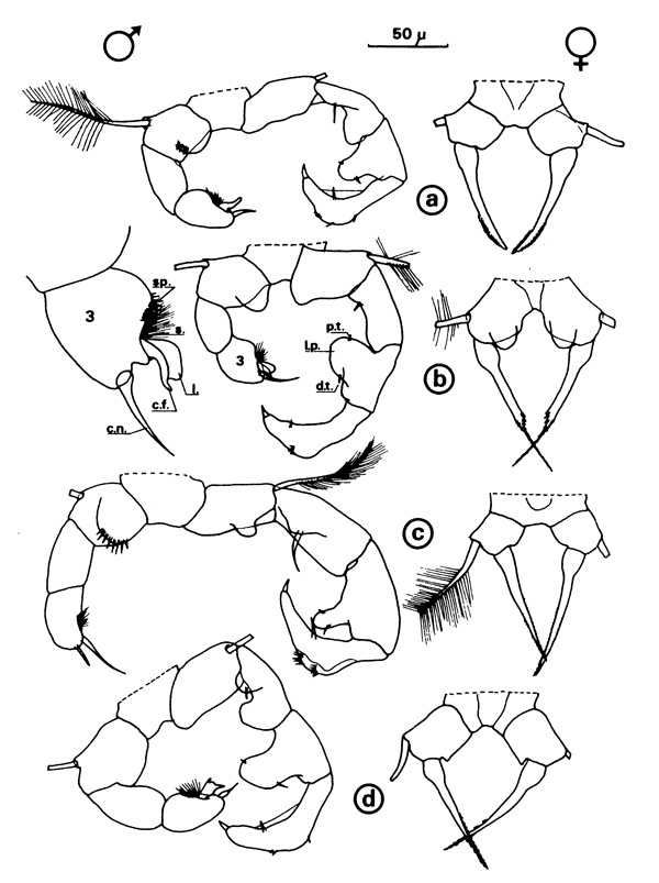 Espèce Acartia (Acanthacartia) bifilosa - Planche 1 de figures morphologiques