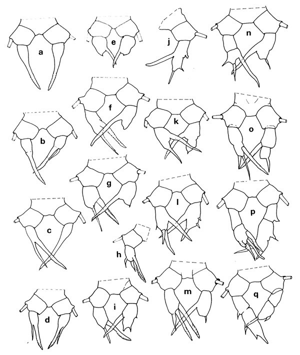 Espce Acartia (Acartiura) clausi - Planche 5 de figures morphologiques