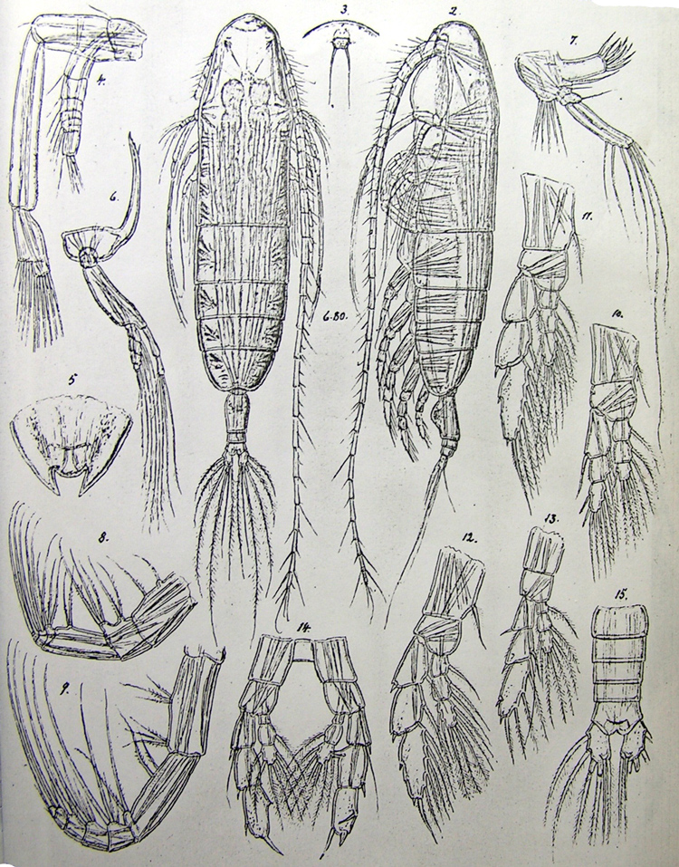 Species Pontoptilus muticus - Plate 1 of morphological figures