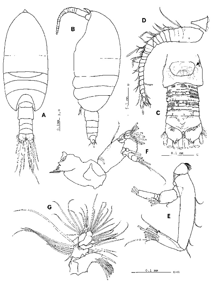 Espèce Thompsonopia muranoi - Planche 1 de figures morphologiques