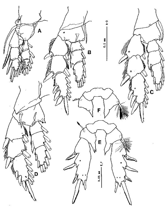 Espce Paramisophria platysoma - Planche 3 de figures morphologiques
