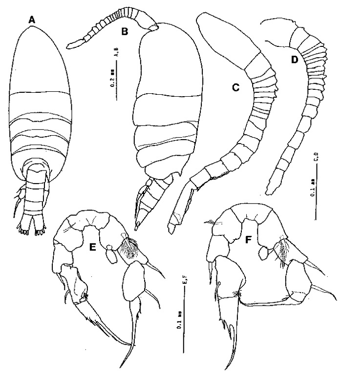 Espce Paramisophria platysoma - Planche 4 de figures morphologiques