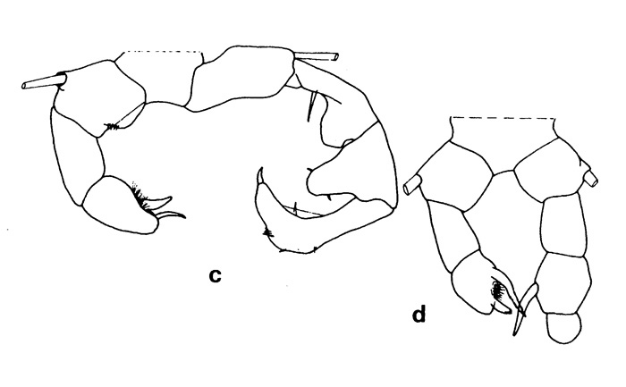 Species Acartia (Acartiura) clausi - Plate 6 of morphological figures