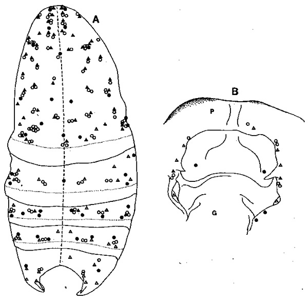 Espce Paramisophria platysoma - Planche 7 de figures morphologiques