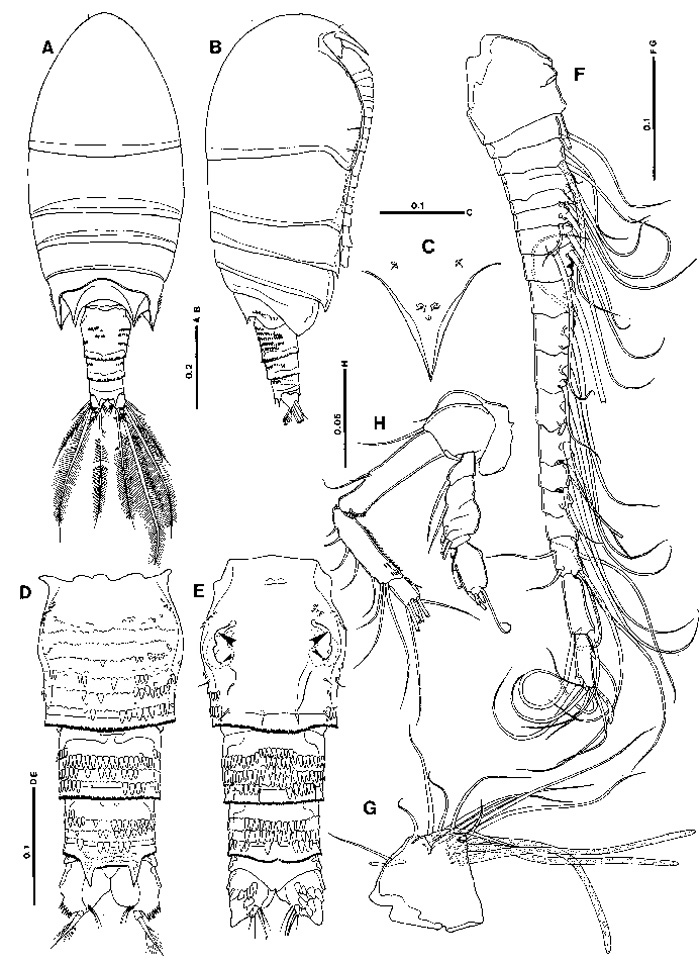 Espèce Pseudocyclops ornaticauda - Planche 1 de figures morphologiques