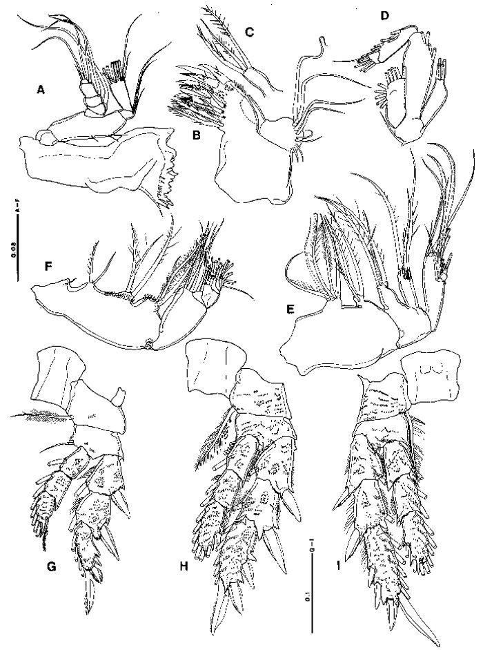 Espèce Pseudocyclops ornaticauda - Planche 2 de figures morphologiques