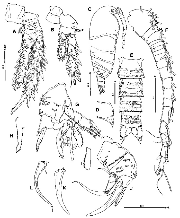 Species Pseudocyclops ornaticauda - Plate 3 of morphological figures