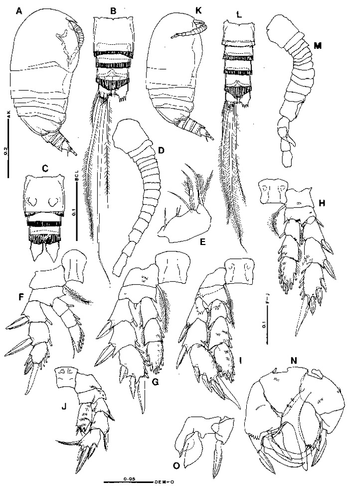 Species Pseudocyclops minutus - Plate 1 of morphological figures