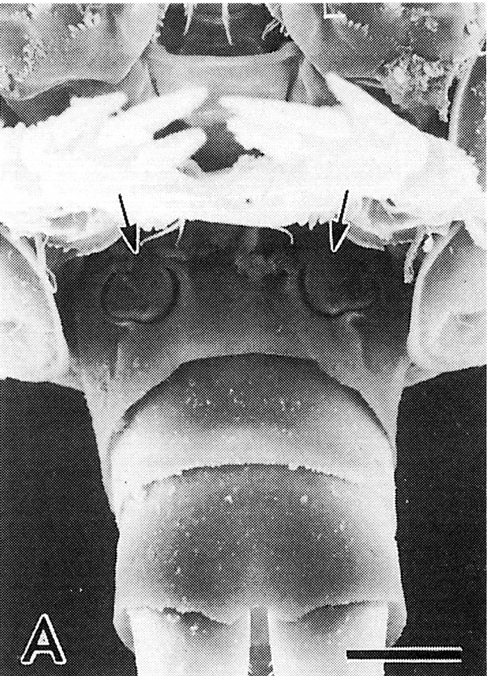 Species Pseudocyclops minutus - Plate 2 of morphological figures