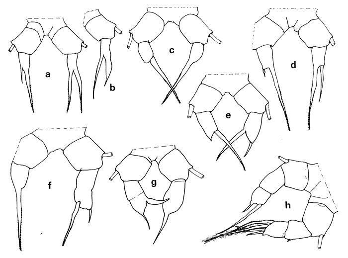 Espèce Acartia (Acanthacartia) bifilosa - Planche 2 de figures morphologiques