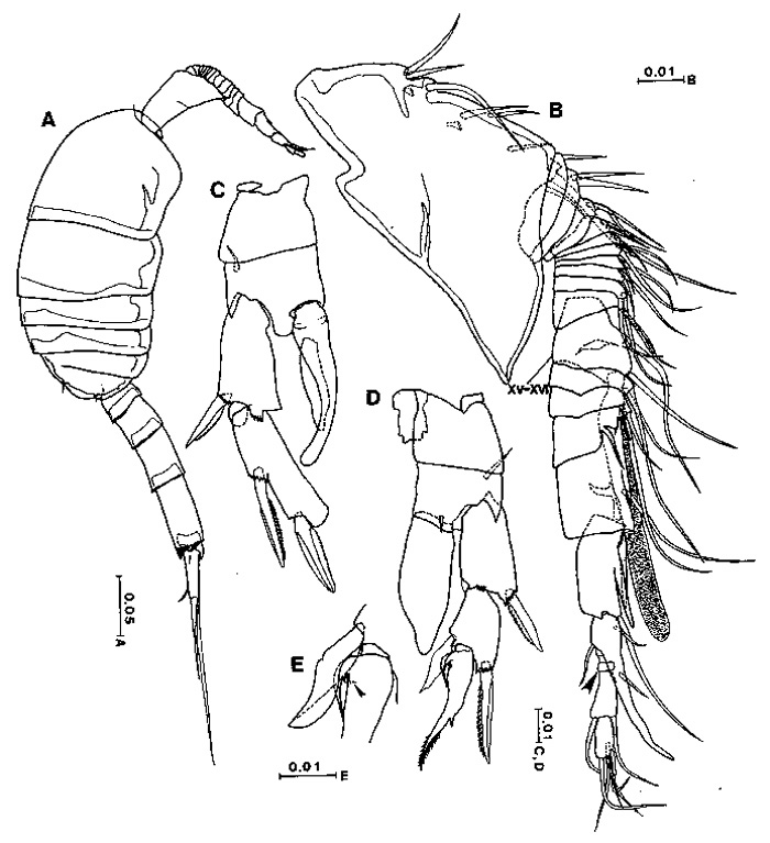 Espèce Placocalanus longicauda - Planche 3 de figures morphologiques